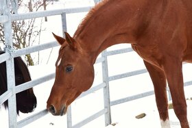 Plnokrevný arab - Připouštění- zapůjčení na sezónu 2026 - 4