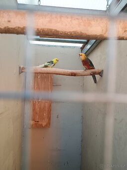 Okrasné ptactvo - 4