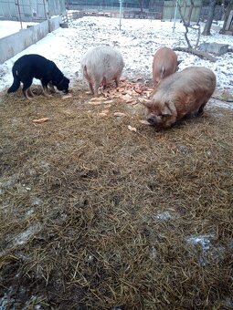 Kune kune prase - 4