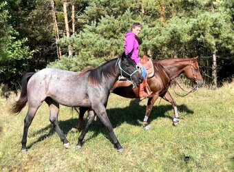 QH kobyla - 4