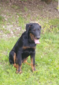 Beauceron s PP - 4