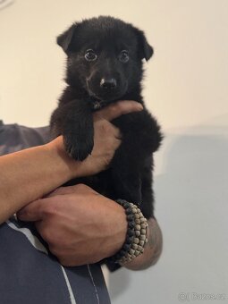 Německý ovčák Štěnata - 4