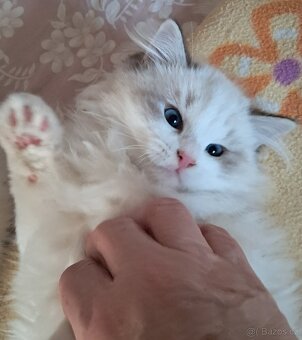 Koťátka  ragdoll s PP (FIFE) - 4