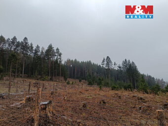 Prodej lesa, 37567 m², Vacovice - 4