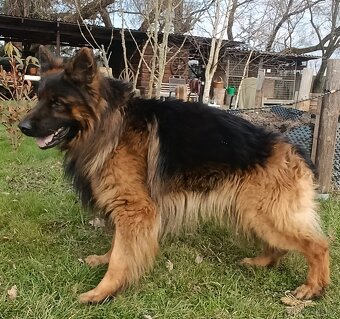 Německý ovčák s PP - 4