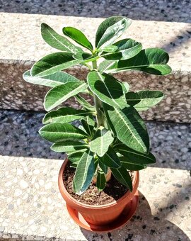 Pouštní růže Adenium - 4