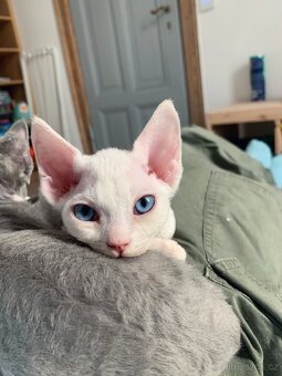 Devon rex - 4