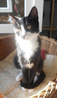 Mazlivý, klidnější 5,5měsíční černobílý kocourek Body - 4