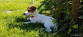 Jack Russell teriér - 4