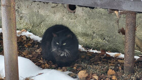Opuštěné kočičky z Horních Slověnic hledají domov - 4