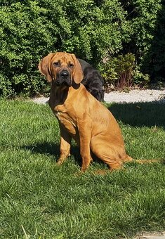 Tosa inu - dvě krásné, mazlivé holčičky ihned k odběru - 4