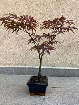 Bonsai, Bonsaj, japonský javor, skalky - 4