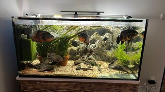 Akvarium - 4
