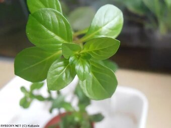 Ludwigia repens Česky zakucelka plazivá - 4