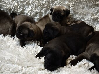 Mops - 4