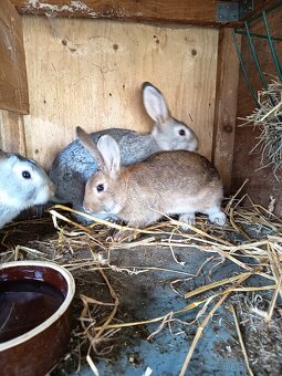 Domácí králíci -samci - 4