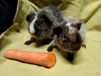 Morče,2 kluci, dalmatin NS - 4