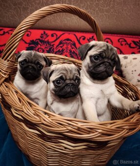 Mops šteniatka s PP - 4