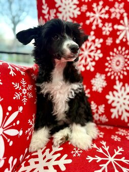 Čínský chocholatý pes - 4