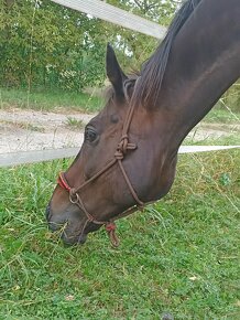 Provazová ohlávka - 4