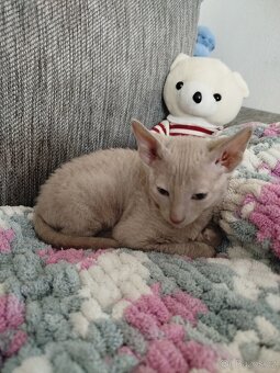Cornish rex koťátka - 4