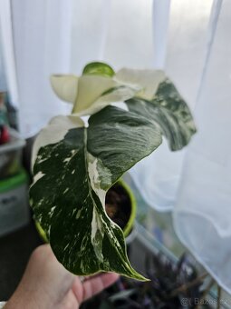 Monstera albo variegata - 4