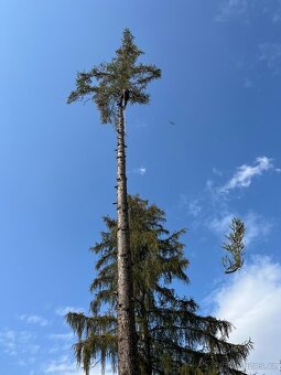 RIZIKOVÉ KÁCENÍ STROMŮ V MS KRAJI - 4