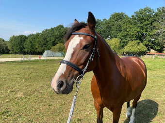 Pony KHV 137 cm (kat.B) 8 letý - 4