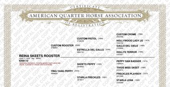 Quarter Horse 2,5 ročná kobylka - 4