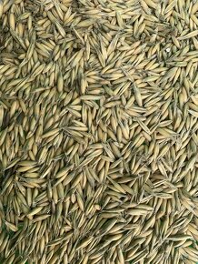 pšenice , ječmen,oves černý,oves nahý . - 4