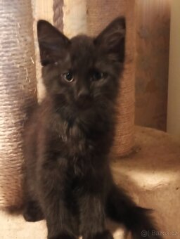 Krásná koťátka - 4