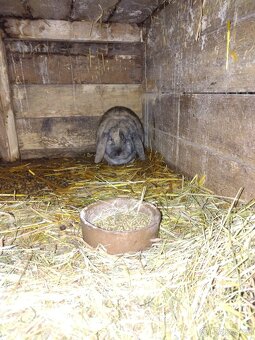 Zakrslý králík - 4