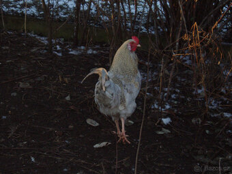 Kohout do chovu k prodeji - 4