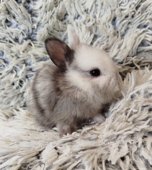 Zakrslý krátkouchý s VP - 4