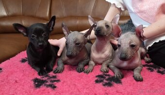 Peruánský a mexický naháč - 4