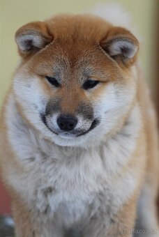 Shiba Inu s PP FCI - 4