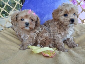 Maltipoo štěňátka - 4