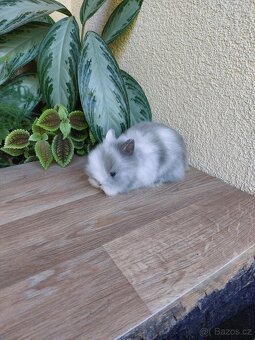 Zakrslý králík TEDDY - tři samičky - 4