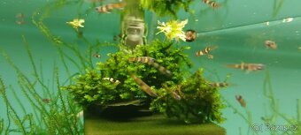 Epiplatys annulatus, halančík prstencový - 4