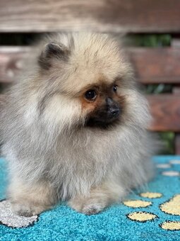 Pomeranian Fenečka PP FCI - 4