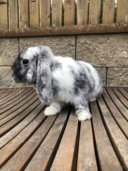 Zakrslý Beránek Rhönský - 4