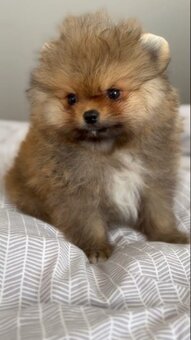 Pomeranian mini - 4