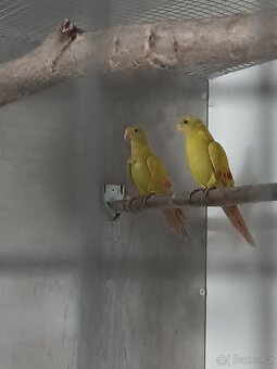 Papoušek horský 2025 - 4