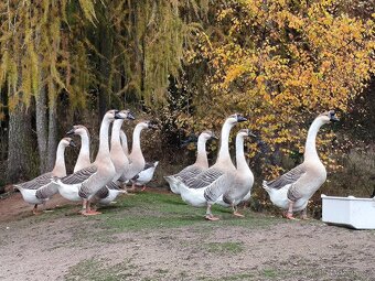 Husa labutí šedá - 4