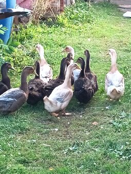 Kachna saská a ruánská - 4