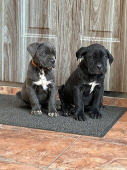 Štěňátka Cane Corso - 4