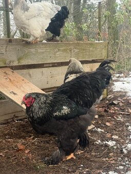 Brahmanka velká - 4