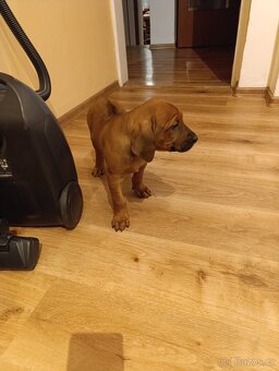 Rhodéský ridgeback - 4