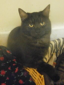 Černý až kouřový, 1roční Sam hledá domov. - 4