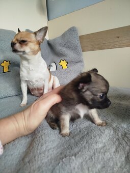 Čivava s PP, dlouhosrstá , pes - 4